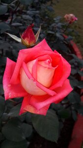 Nature love romance