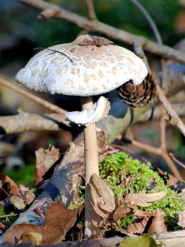 Nature wood forest