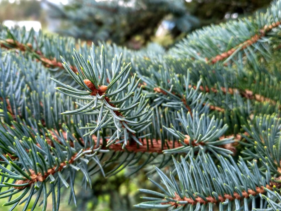 Coniferous tree beauty pine