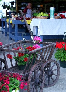 Flower geranium market