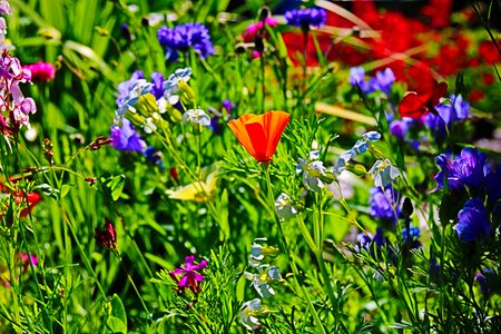 Field of flowers garden idyllic