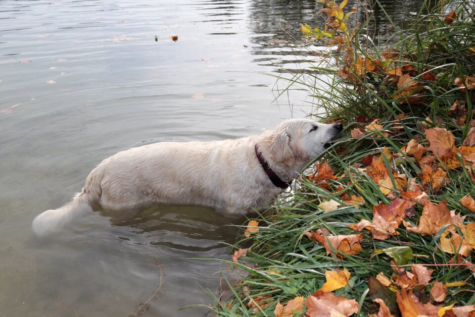 Golden retriever lake nature