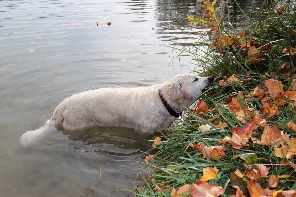 Golden retriever lake nature photo