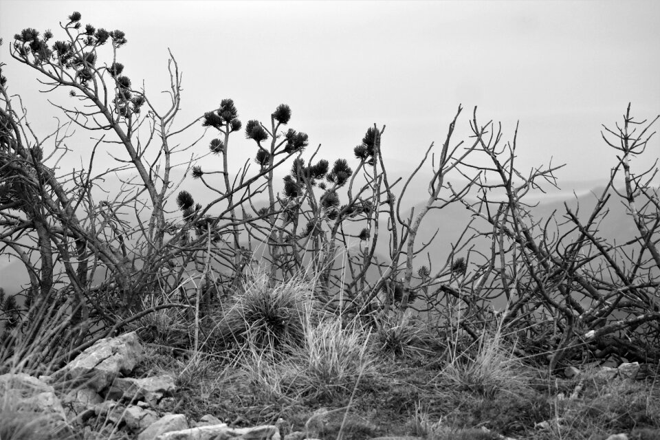 Plant landscape nature