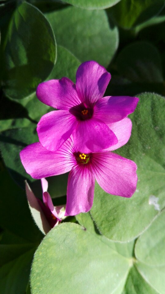 Rosa nessuna persona foglia