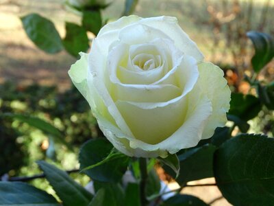 Flower white rose
