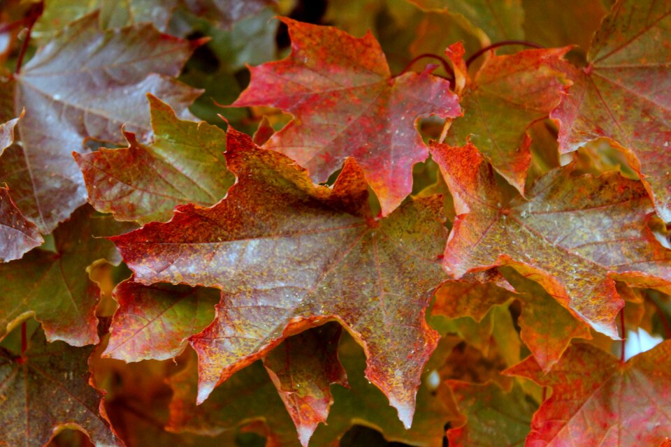 Nature leaf autumn leaves