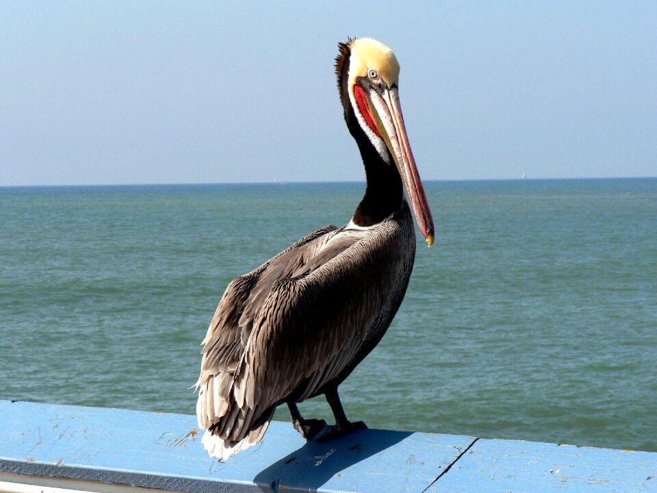 Nature coast seevogel