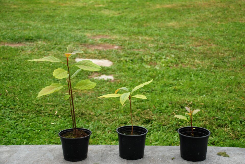 Avocado outbreak seed
