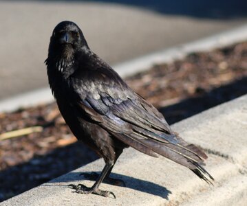 Bird black animal photo