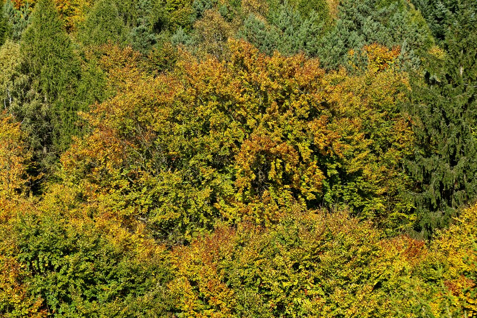 Treetop canopy fall color