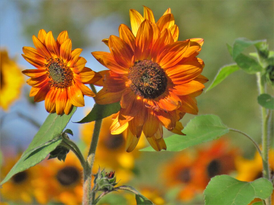 Brown orange yellow
