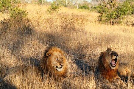Lion wild wildlife