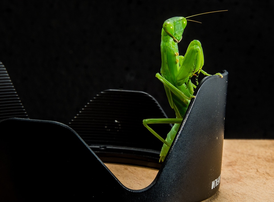 Fishing locust green close up