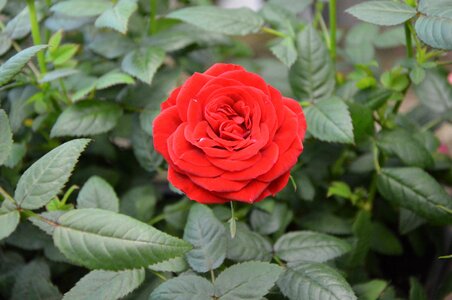 Passion love offer