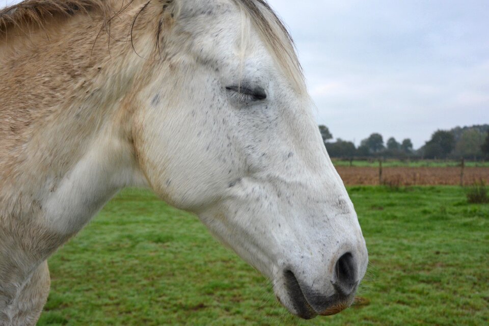 Horse sleeps standing up white horse prairie