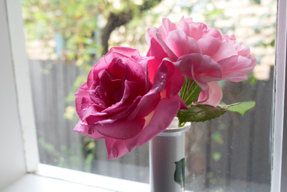 Bloom pink bouquet photo