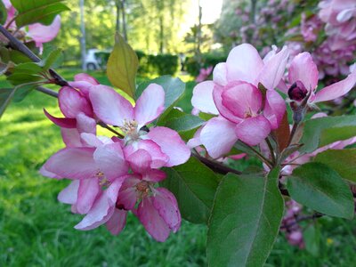 Catherine park apple-blossom pink buds photo