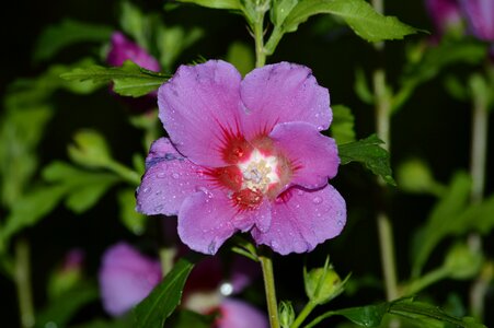 Bloom hibiscus flower photo