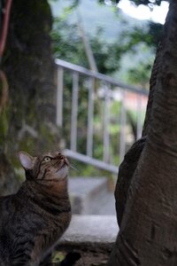 Xinbei monkey cave cat