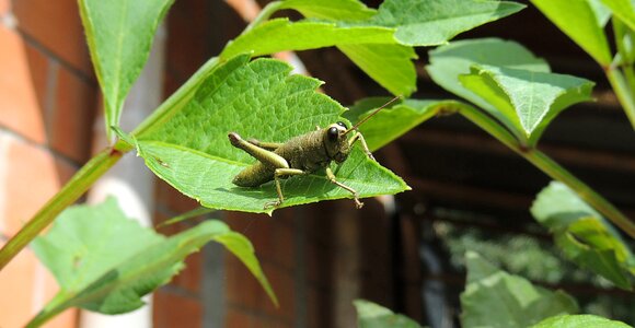 Insect nature armenia