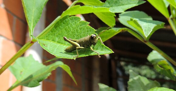 Insect nature armenia photo