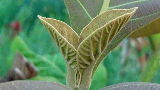 Nature flora growth