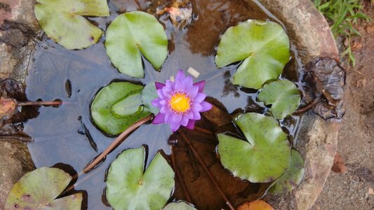 Nature garden blooming