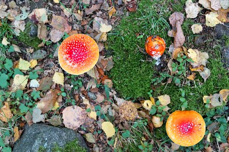 Mushroom red autumn