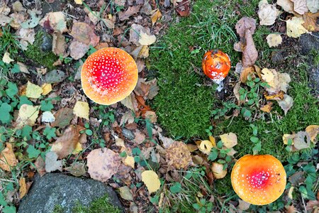 Mushroom red autumn photo