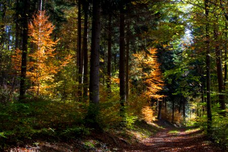 Colors wood autumn landscape