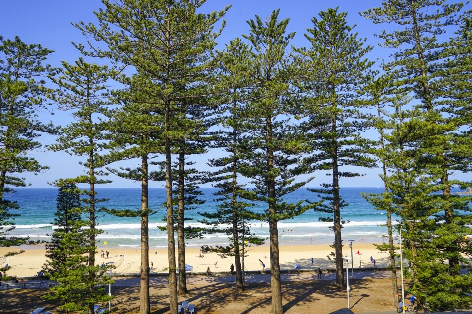 Pine trees manly beach new south wales