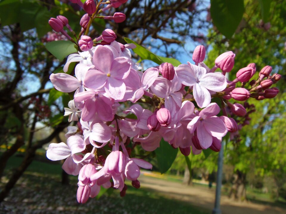 Nature spring flowers pink