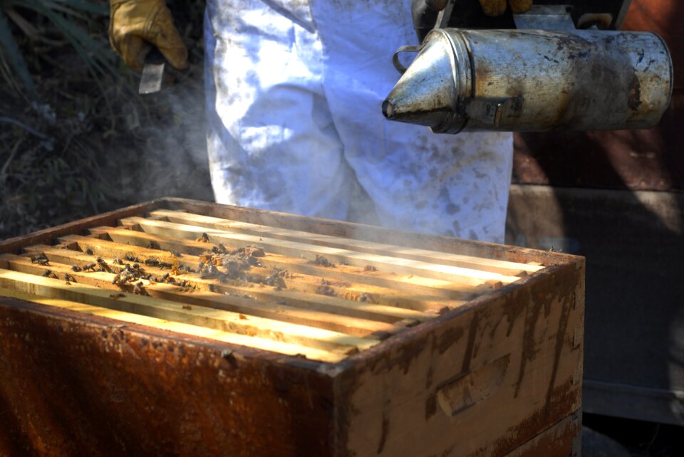 Swarm tlapa de comonfort gro