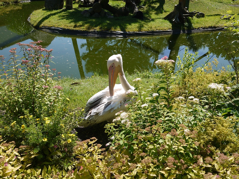 Wing plumage water bird