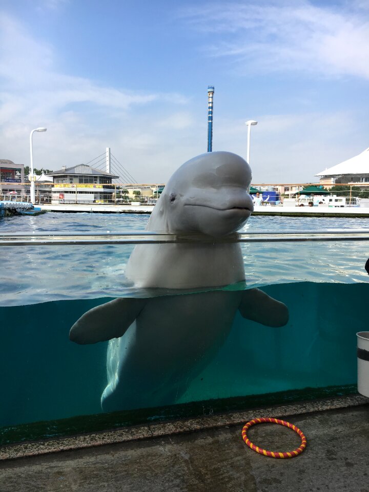 Beluga aquarium dolphin