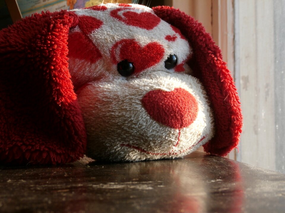 Puppy valentines day