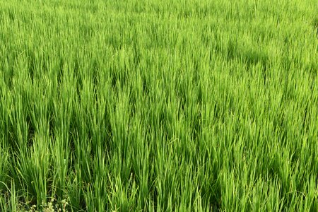 Rice green rice photo