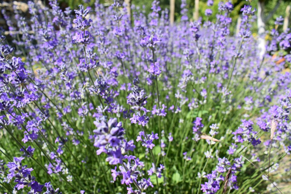 Purple plant herbal photo