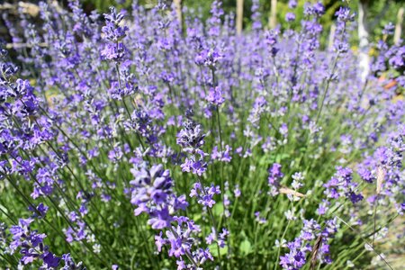 Purple plant herbal