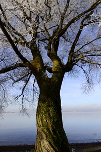 Wintertime tree lake