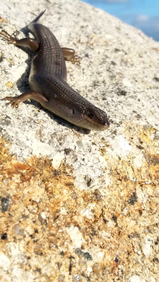 Nature wildlife reptile