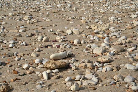 Pebbles shells beach