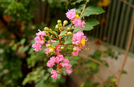 Natural hoa tuong vy pink