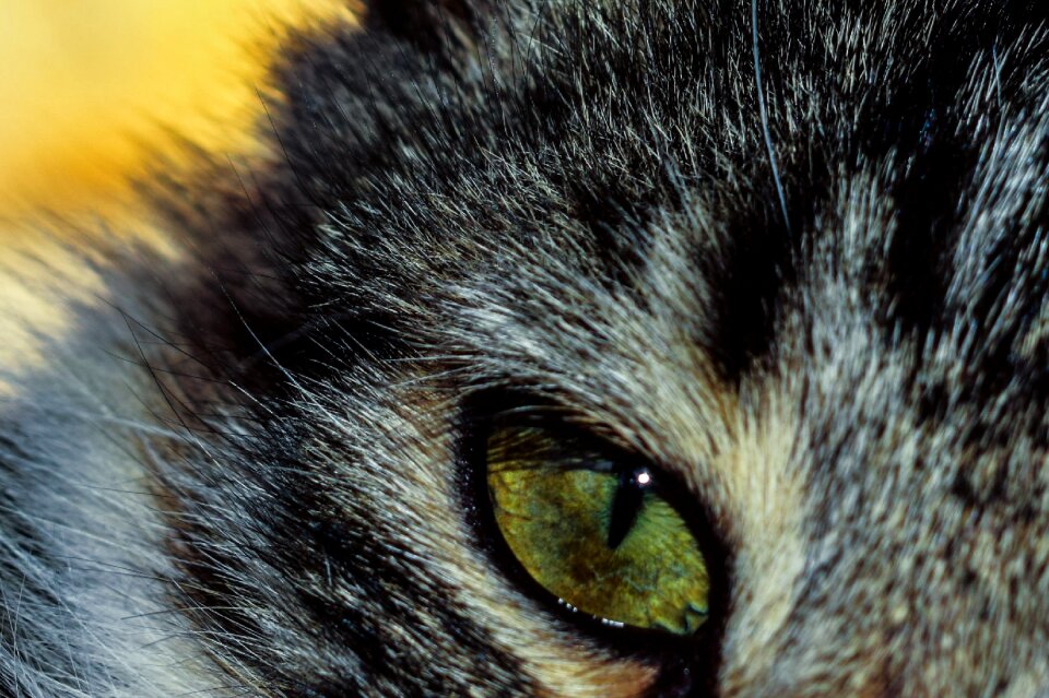 Watching animal looking
