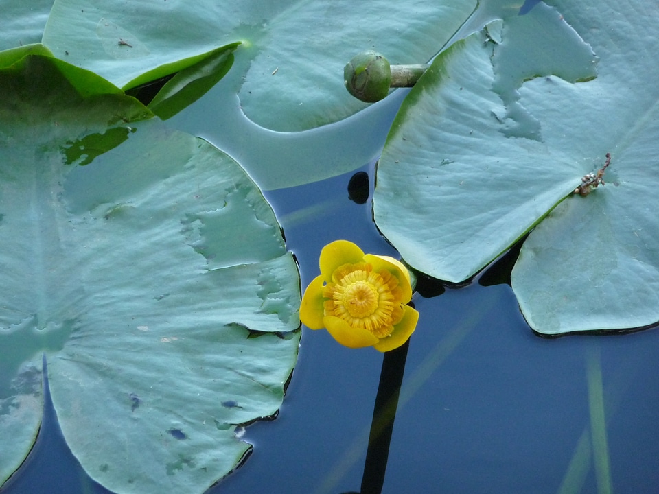 Lily flower lily plant