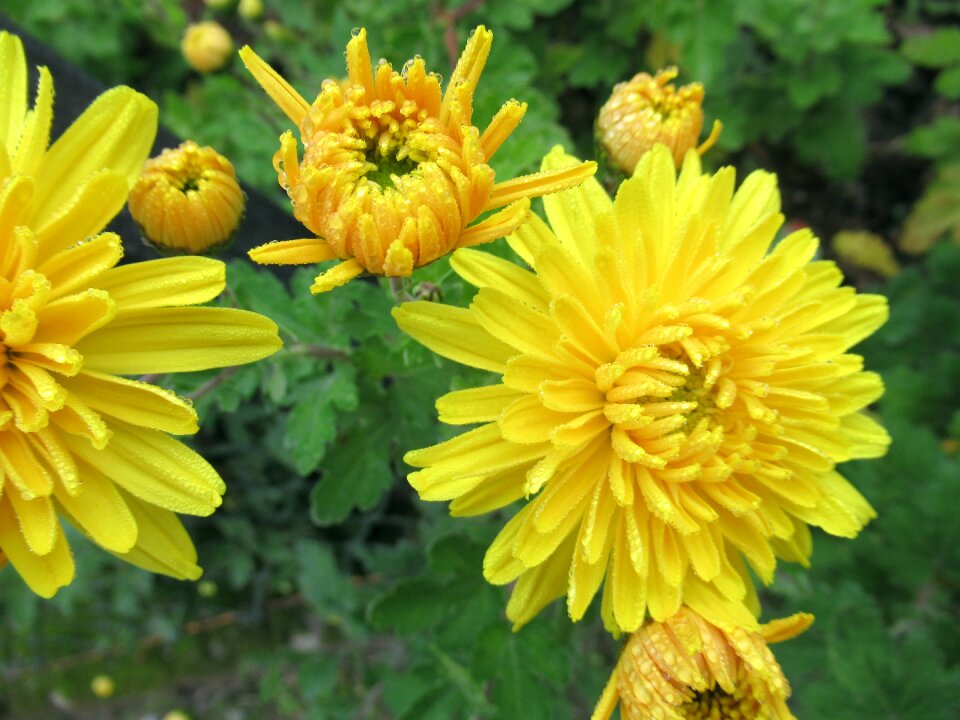 Yellow chrysanthemum garden photo