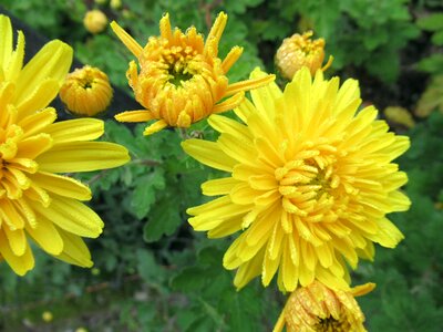 Yellow chrysanthemum garden photo