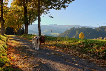 Golden autumn running dog tree lined avenue photo