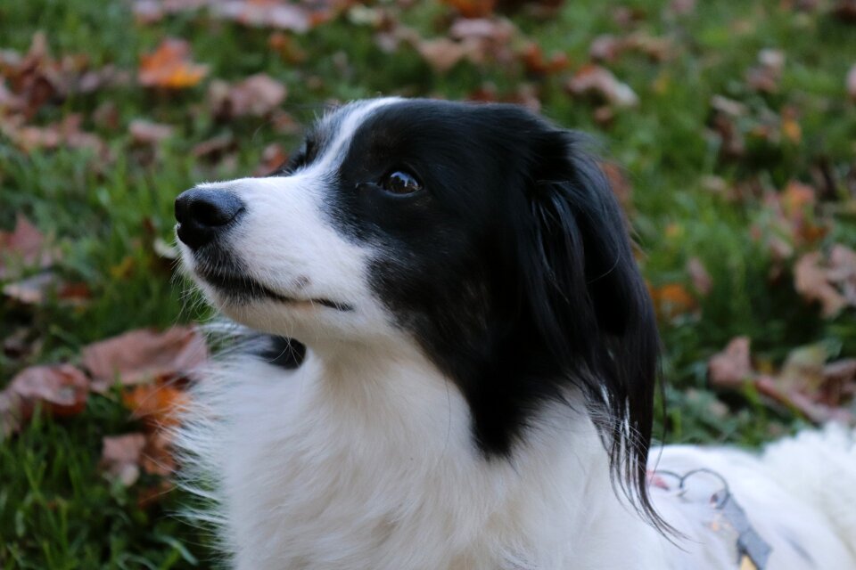 Dog look portrait leaves